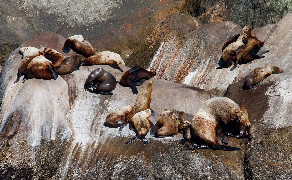 Steller's Sealion_J4X8828
