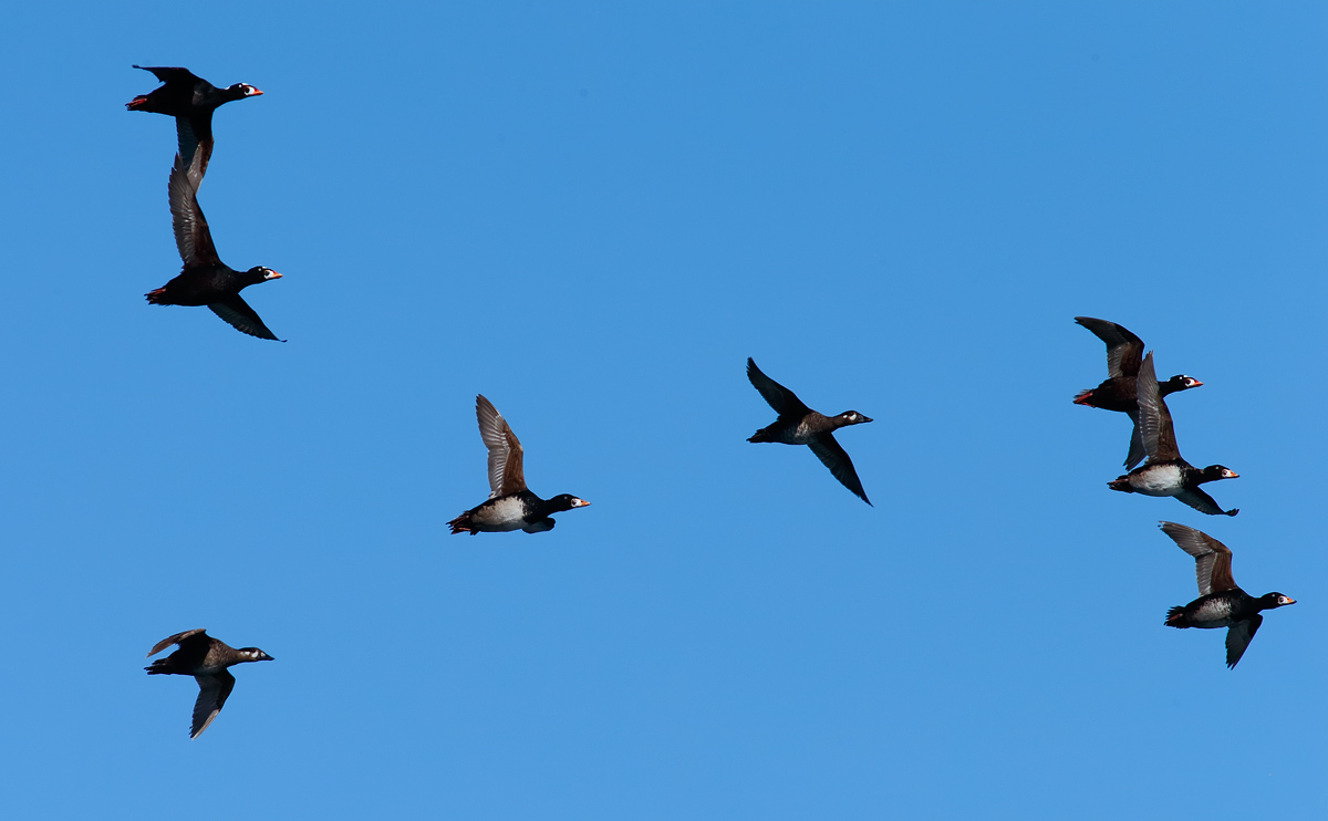 Surf Scoter_J4X8712