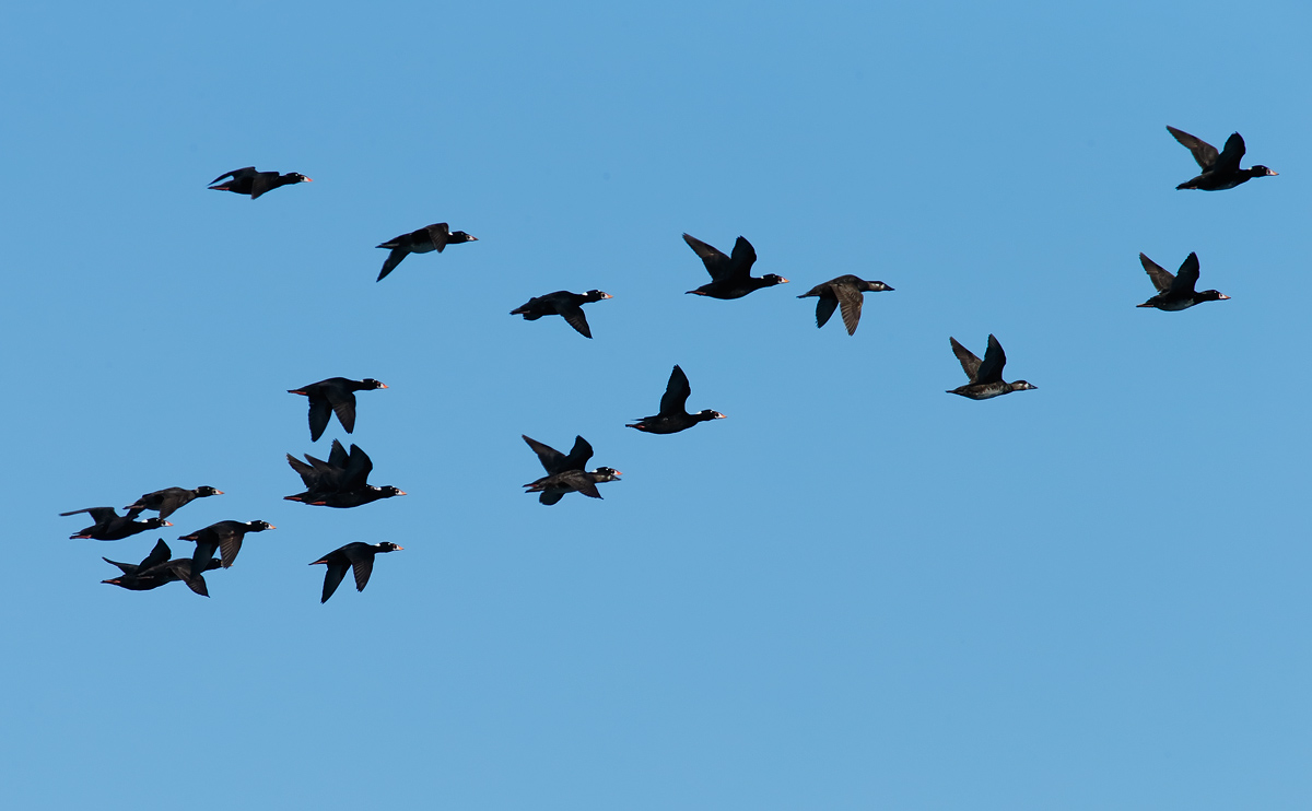 Surf Scoter_J4X8717