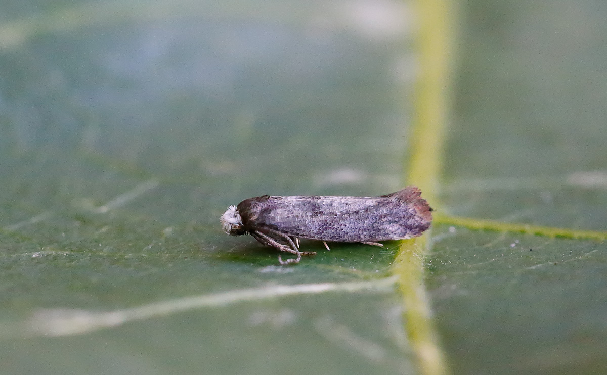 Swammerdamia pyrella_J4X3973