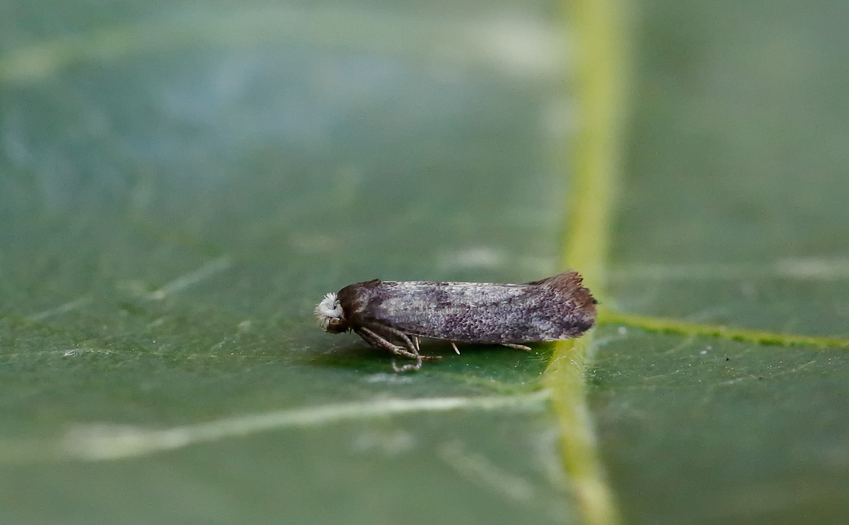 Swammerdamia pyrella_J4X3981