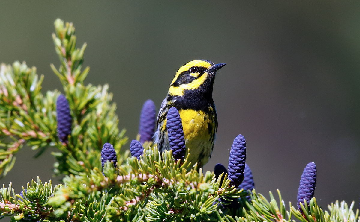 Townsend's Warbler_J4X9672