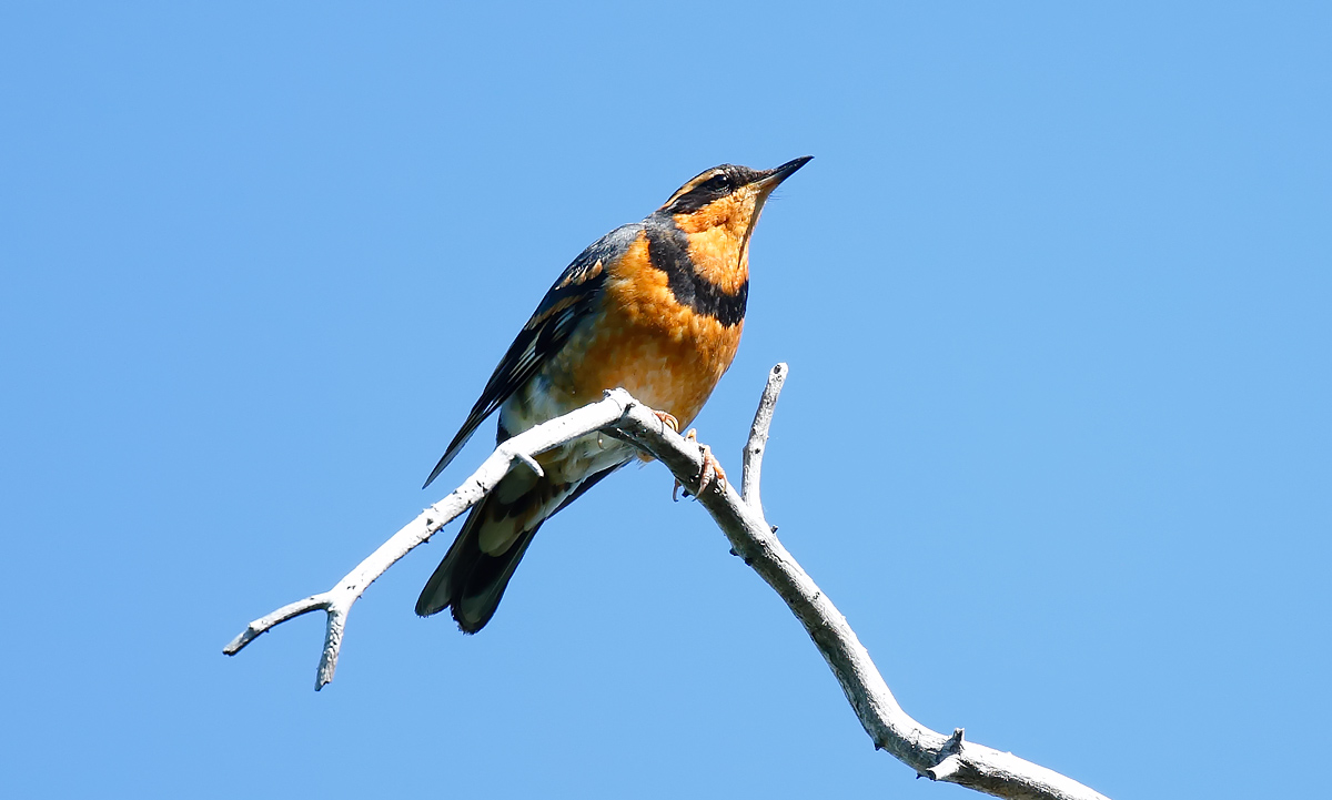Varid Thrush_J4X0027