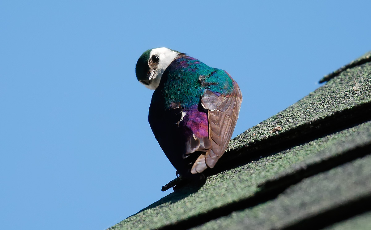 Violet-green Swallow_J4X9737