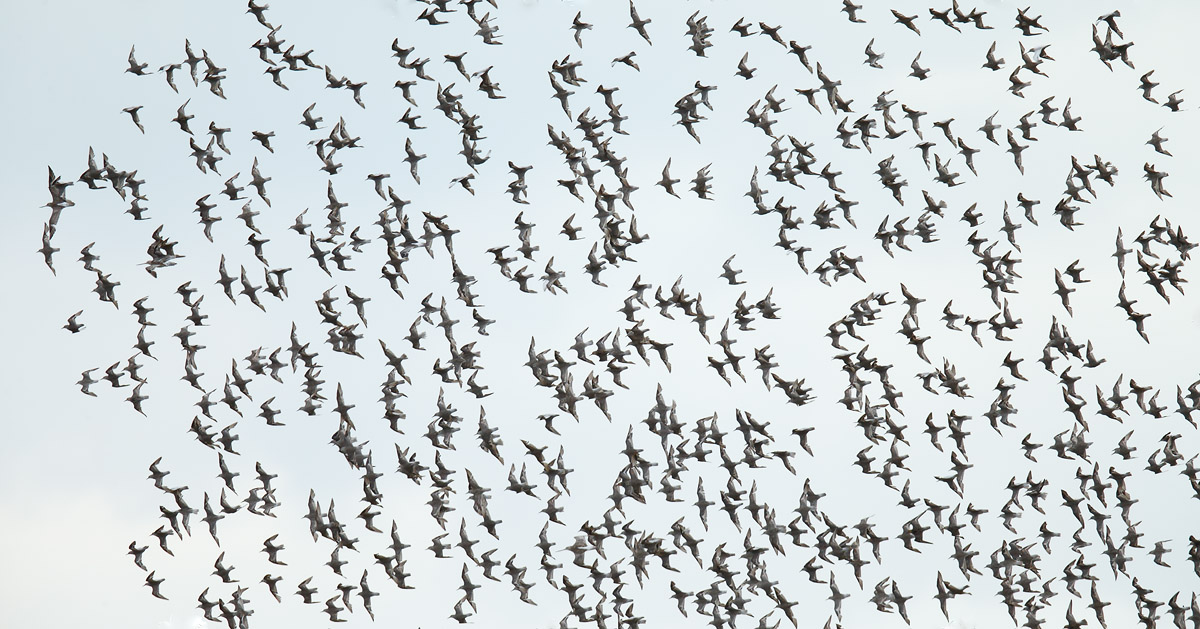 Waders_J4X3014