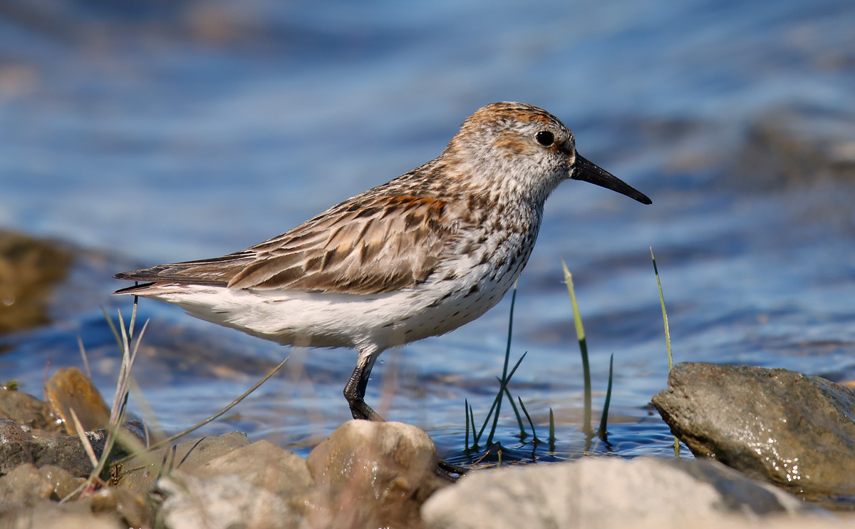 Western Sandpiper_J4X6226