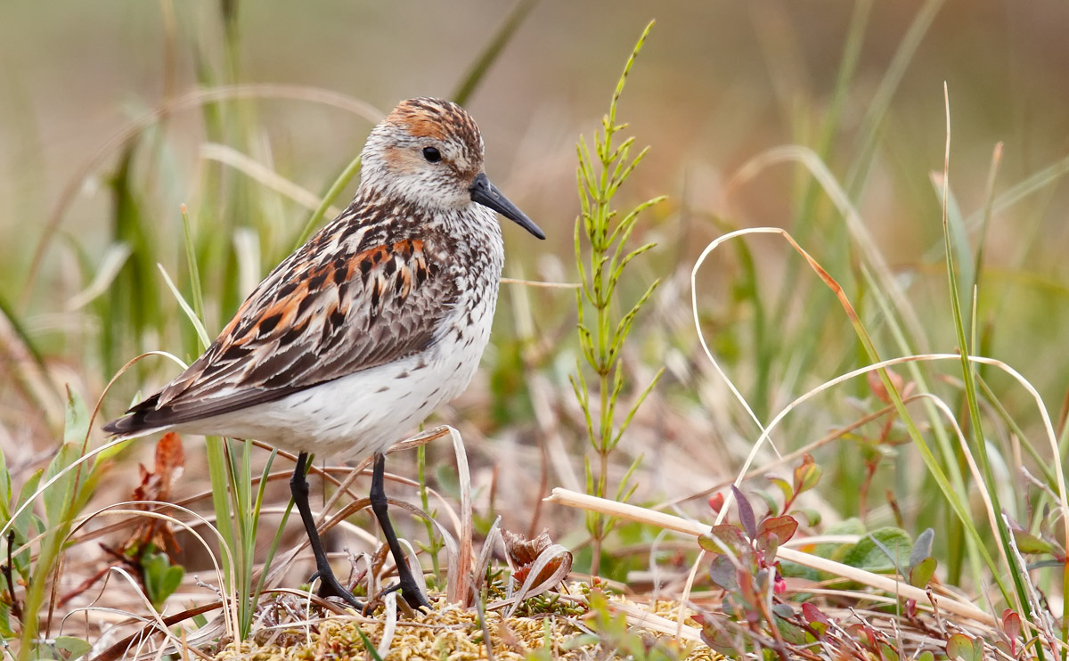 Western Sandpiper_J4X8300