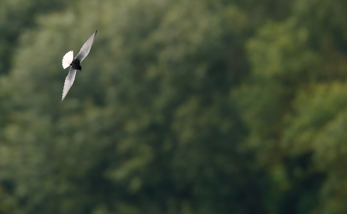 White-winged Black Tern_J4X3264