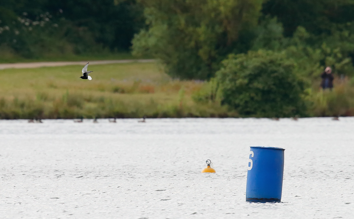 White-winged Black Tern_J4X3294