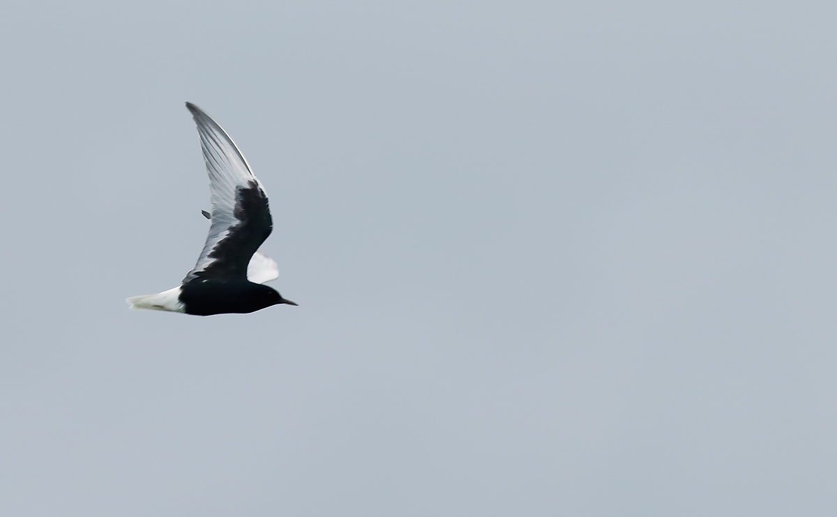 White-winged Black Tern_J4X3349