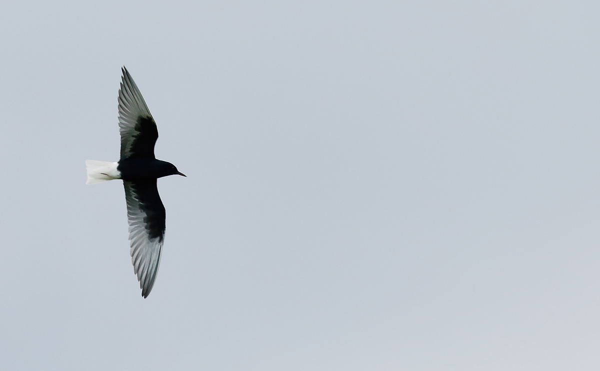 White-winged Black Tern_J4X3350