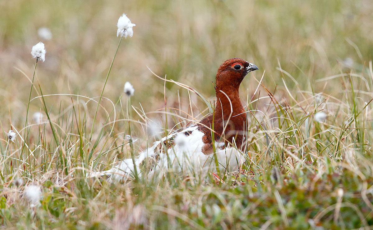 Willow Ptarmigan_J4X8261