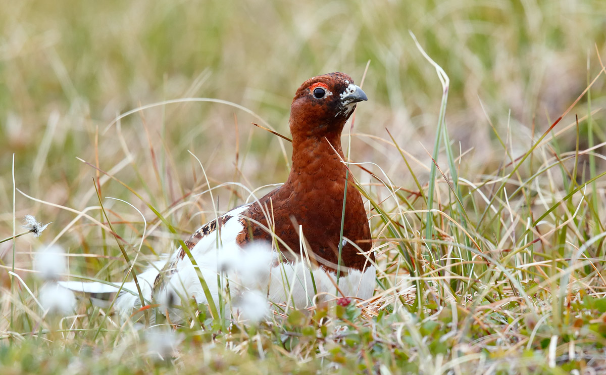 Willow Ptarmigan_J4X8276