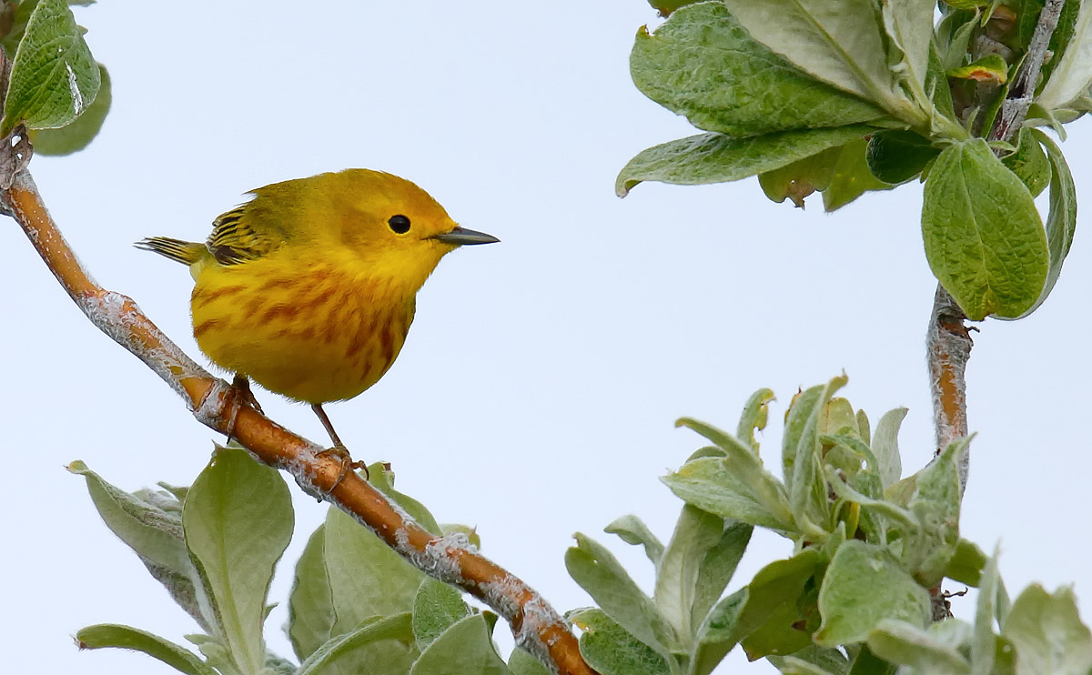 Yellow Warbler_J4X6869