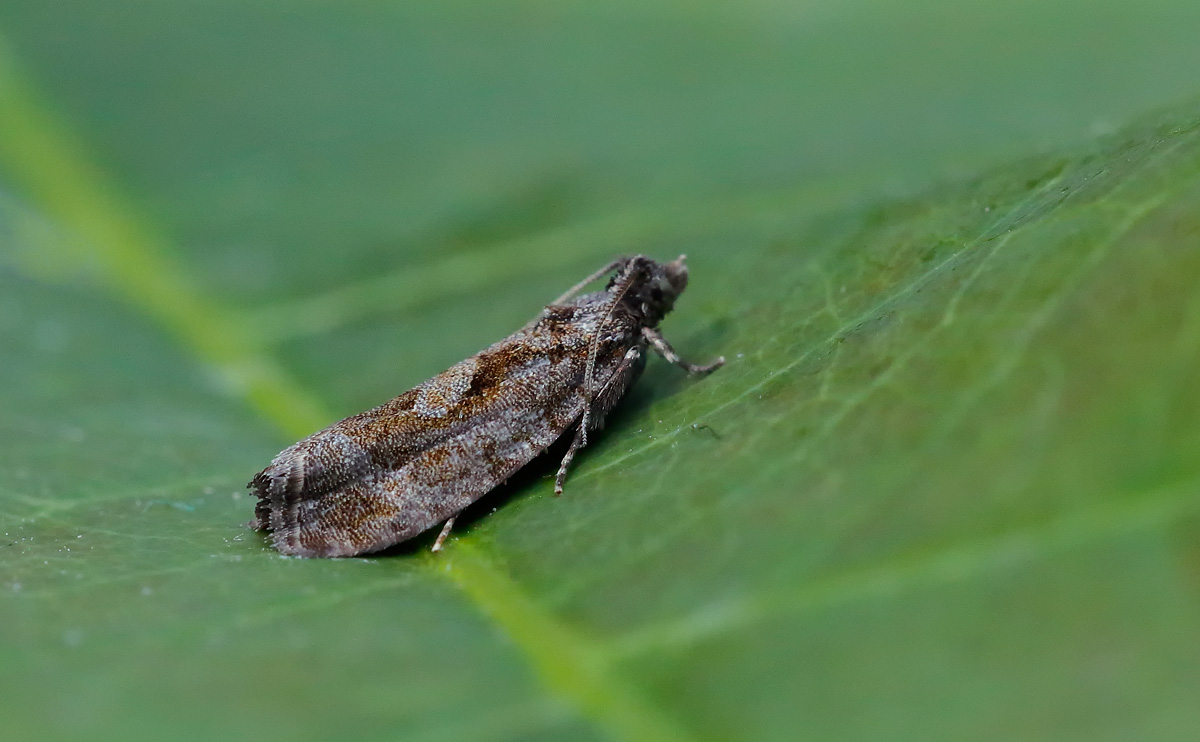 Zeiraphera isertana_J4X3792