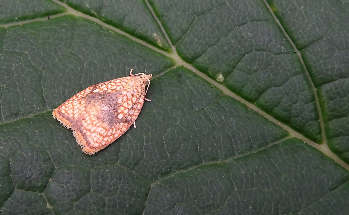 Acleris forsskaleana DSC01003