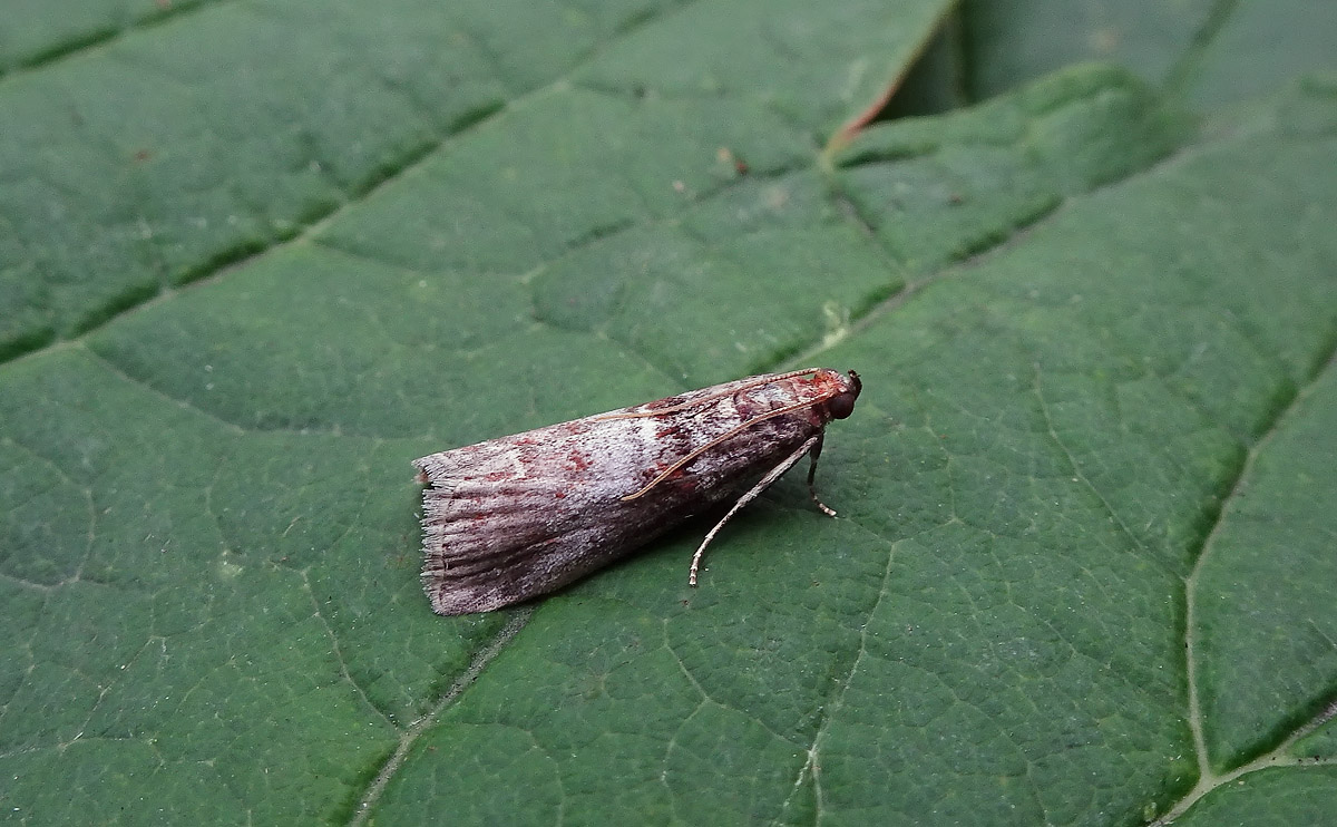 Acrobasis advenella DSC00963