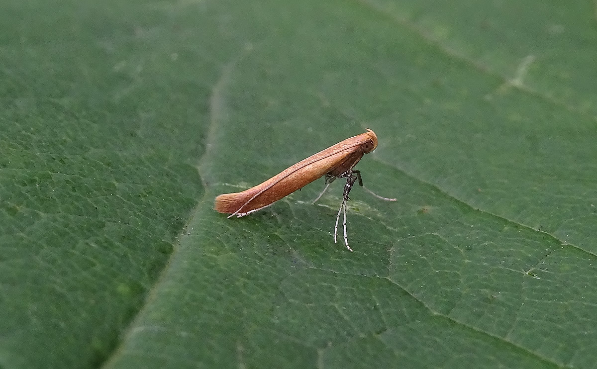 Caloptilia rufipennella DSC00975