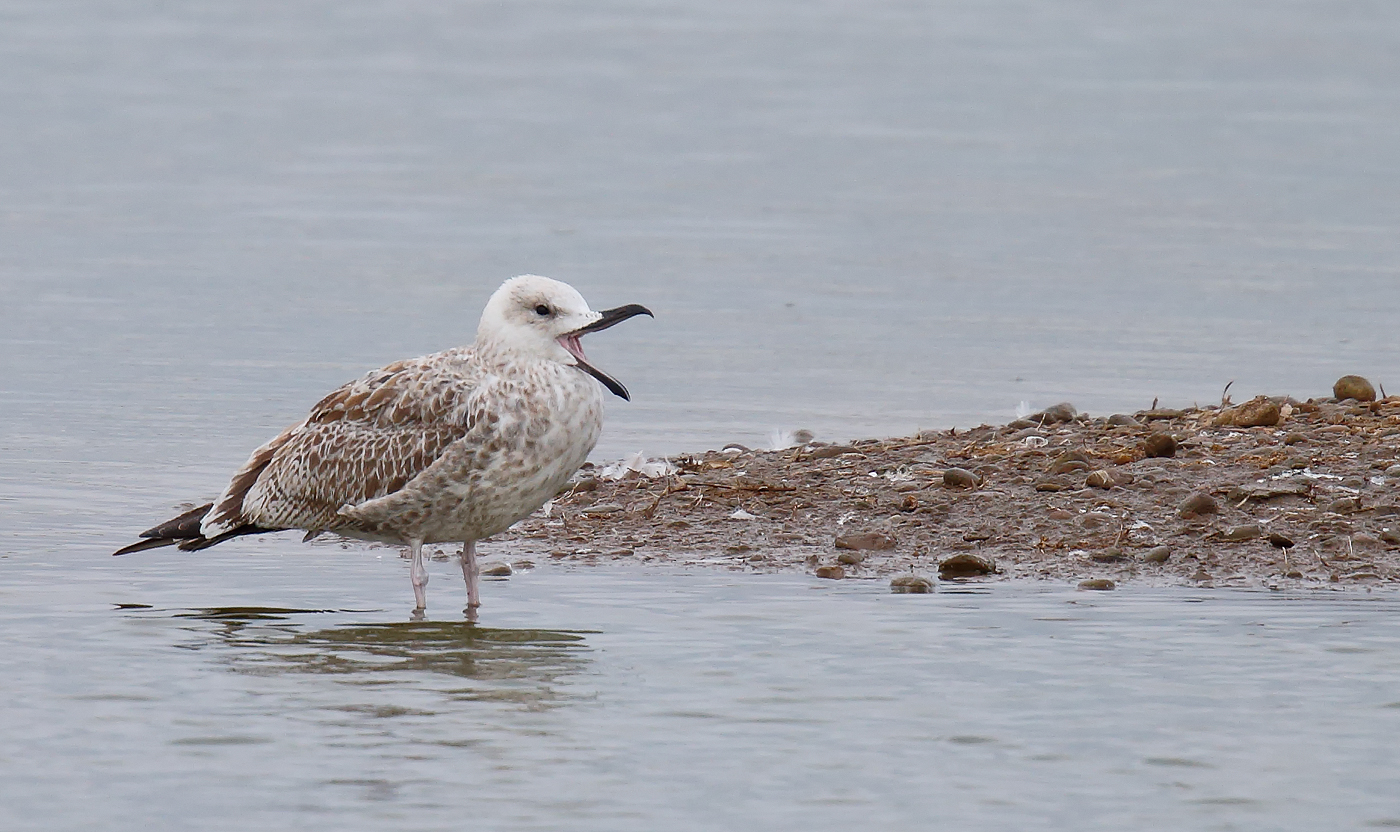 Caspain Gull 1stw_J4X5266