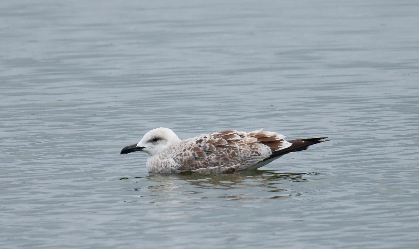 Caspian Gull Juvenile_J4X5201