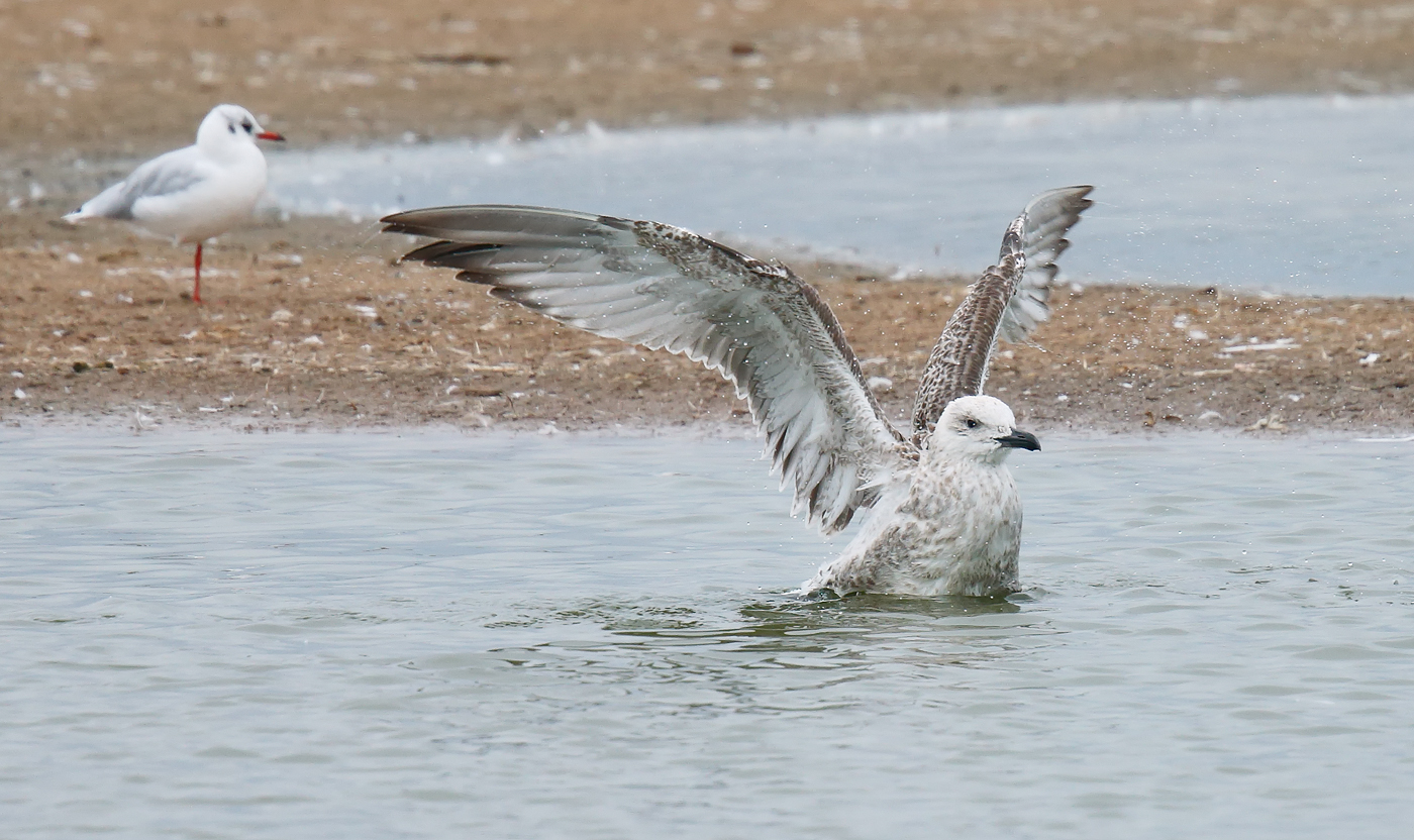 Caspian Gull _J4X5232