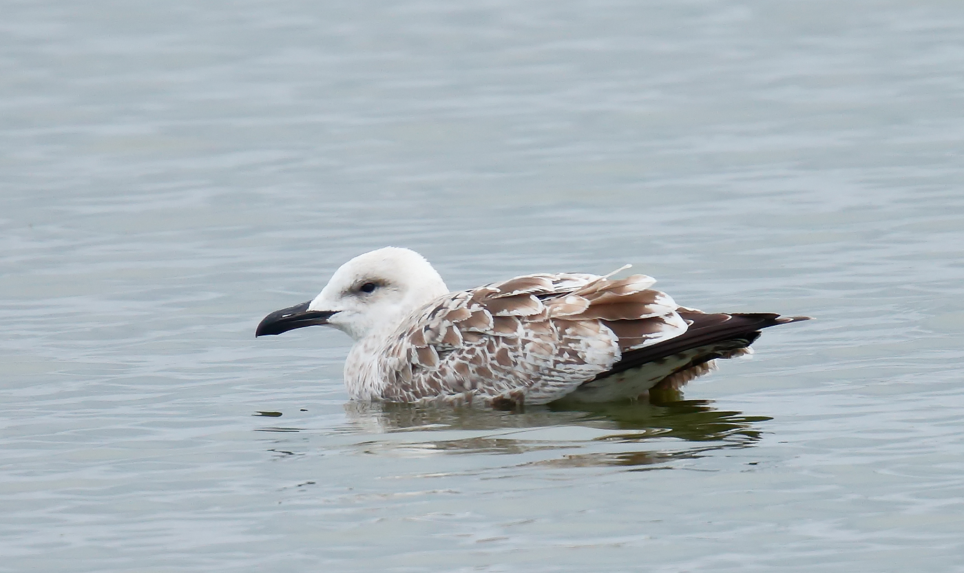 Caspian Gull_J4X5212