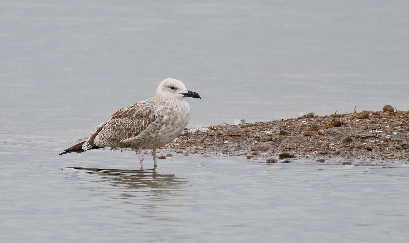 Caspian Gull_J4X5272
