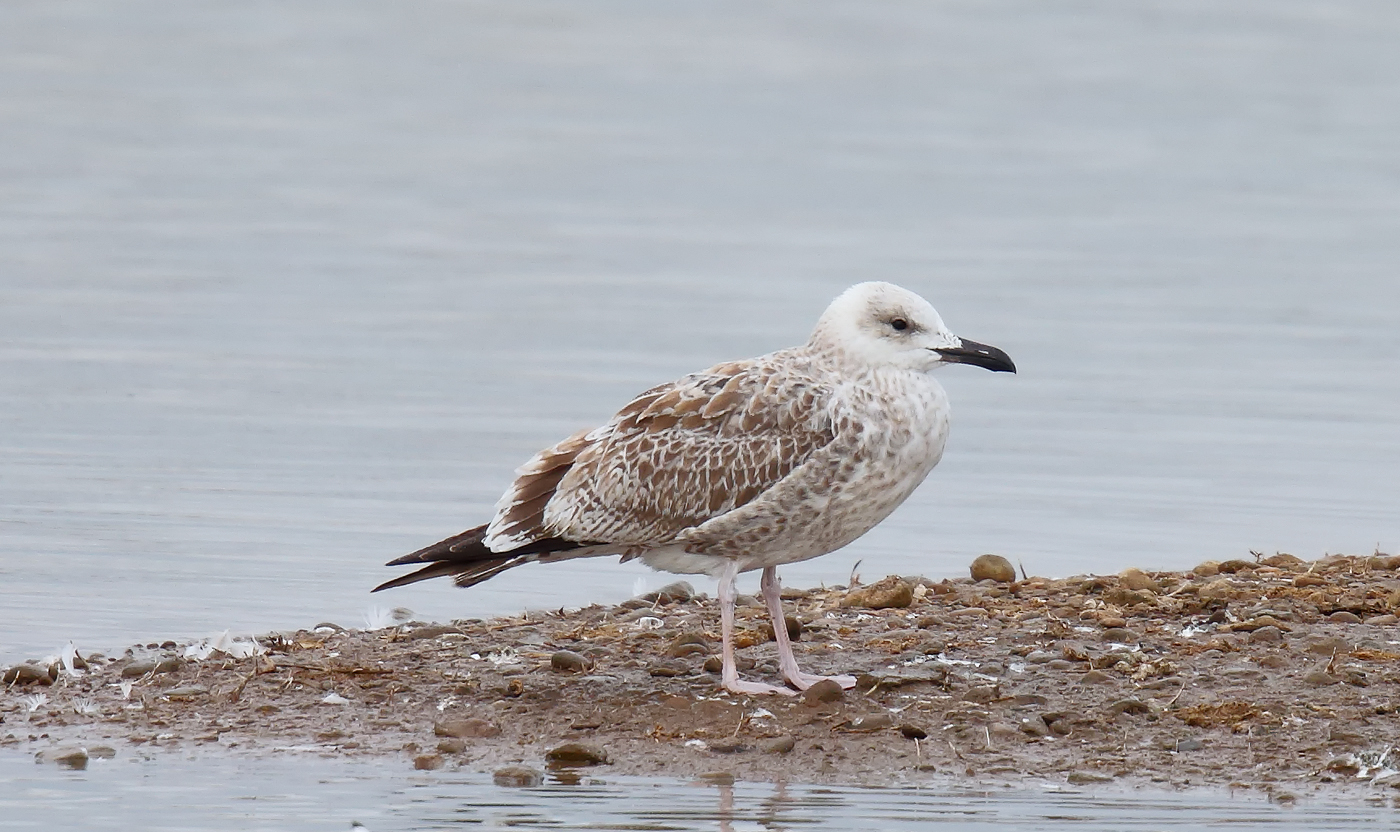 Caspian Gull_J4X5278