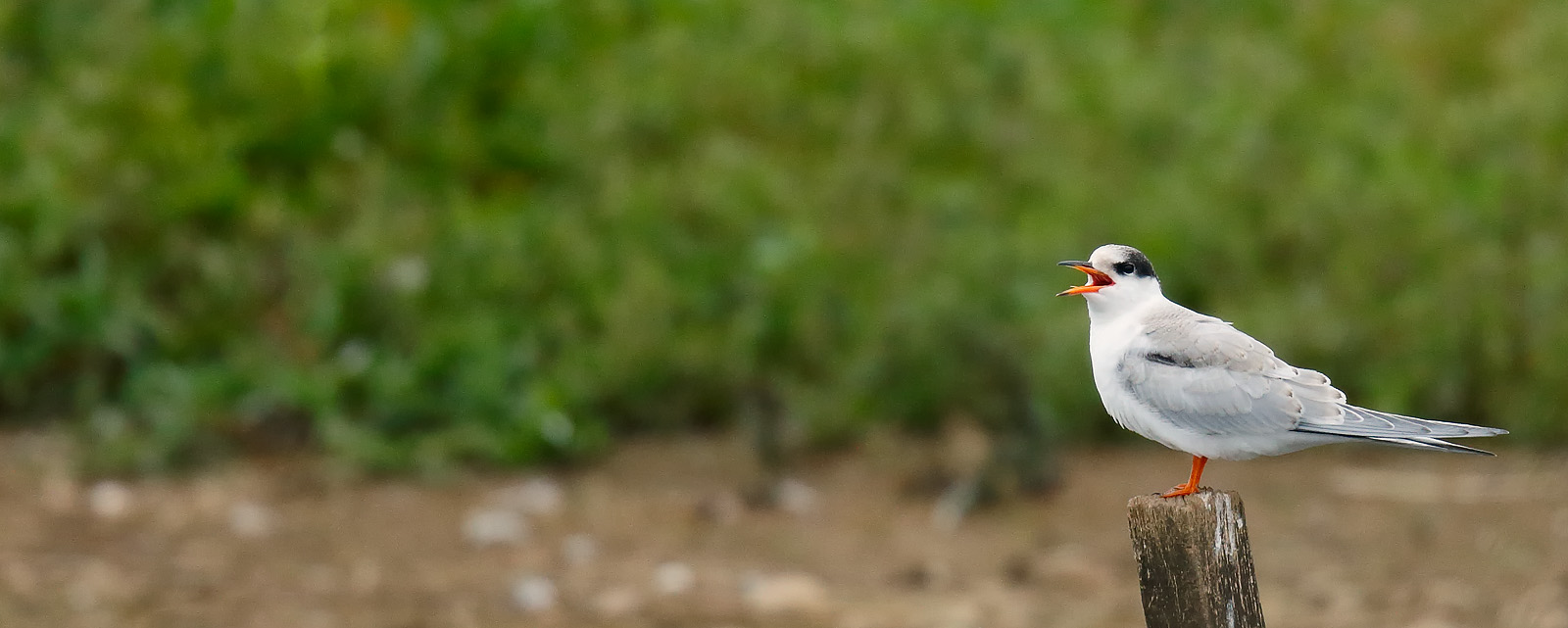Common Tern_J4X5050