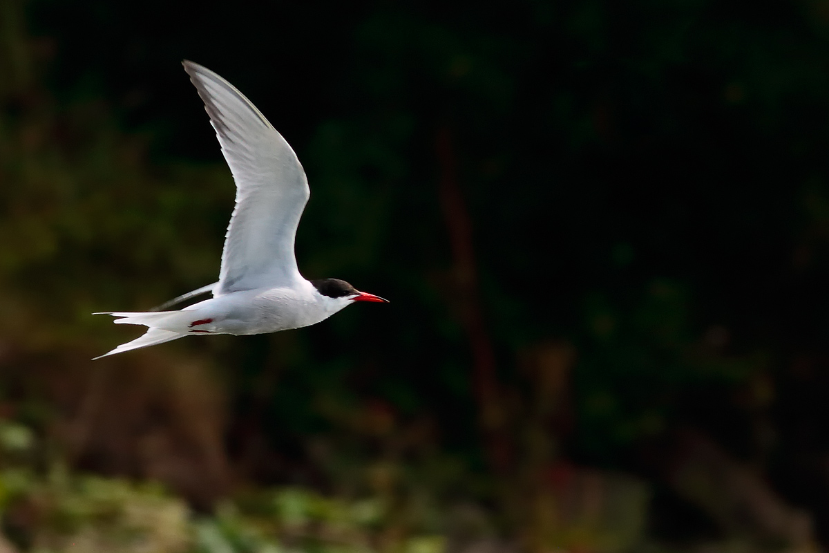Common Tern_S1Q6265