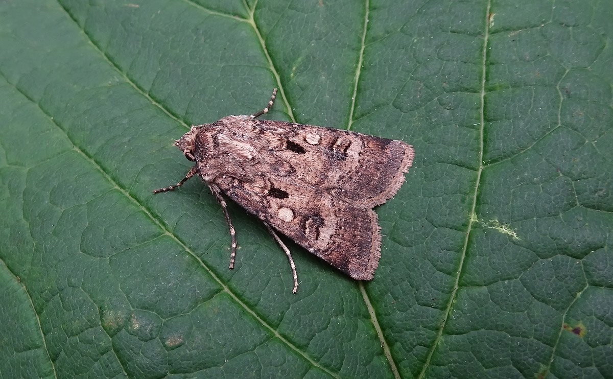 Crescent Dart DSC00992