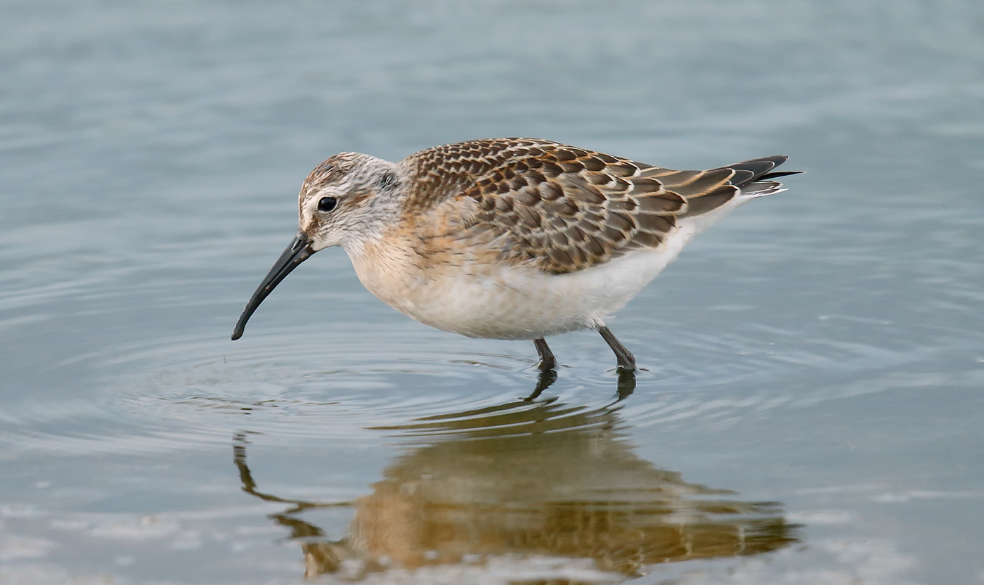 Curlew Sandpiper _J4X5600
