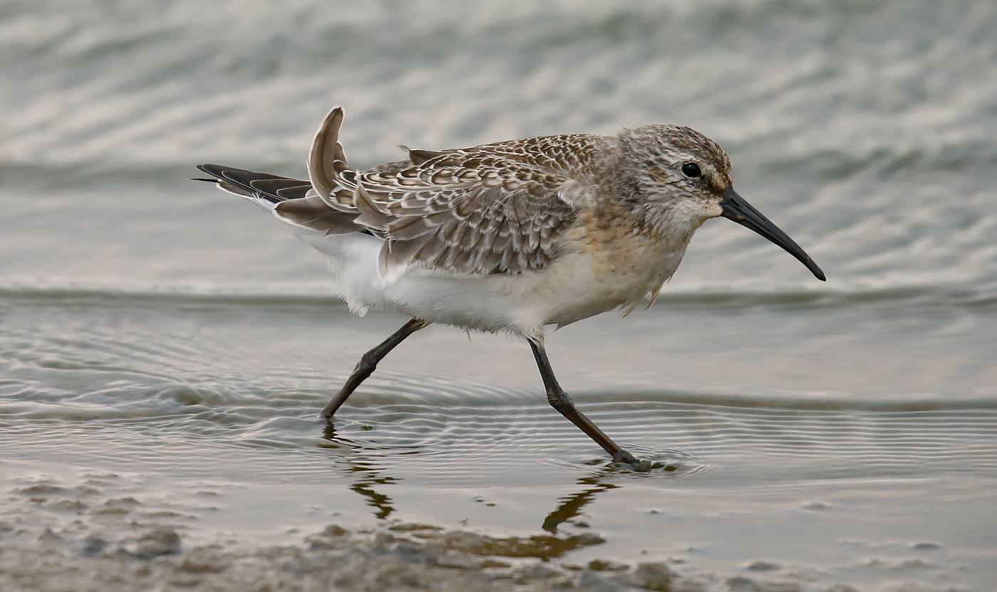 Curlew Sandpiper_J4X5457