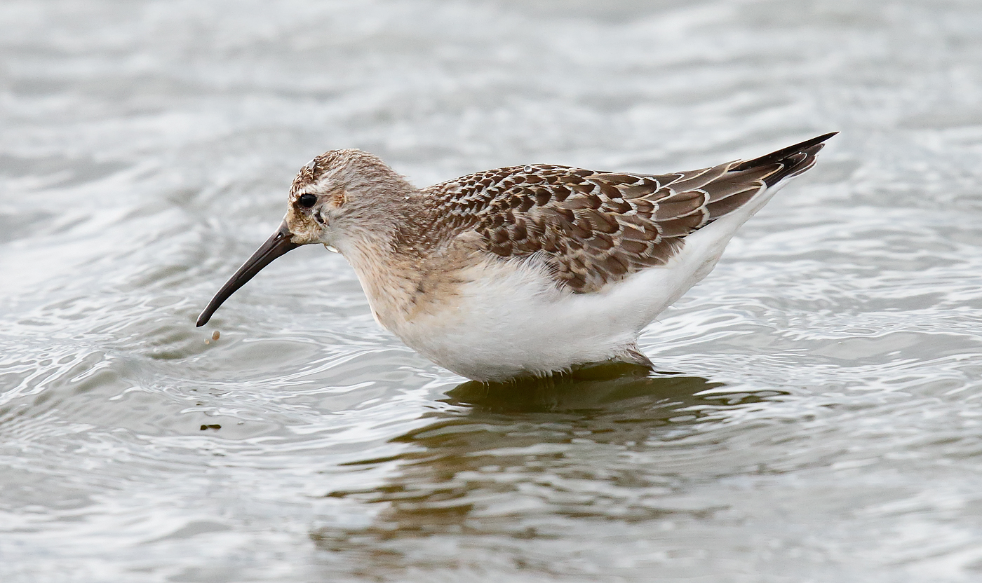 Curlew Sandpiper_J4X5563