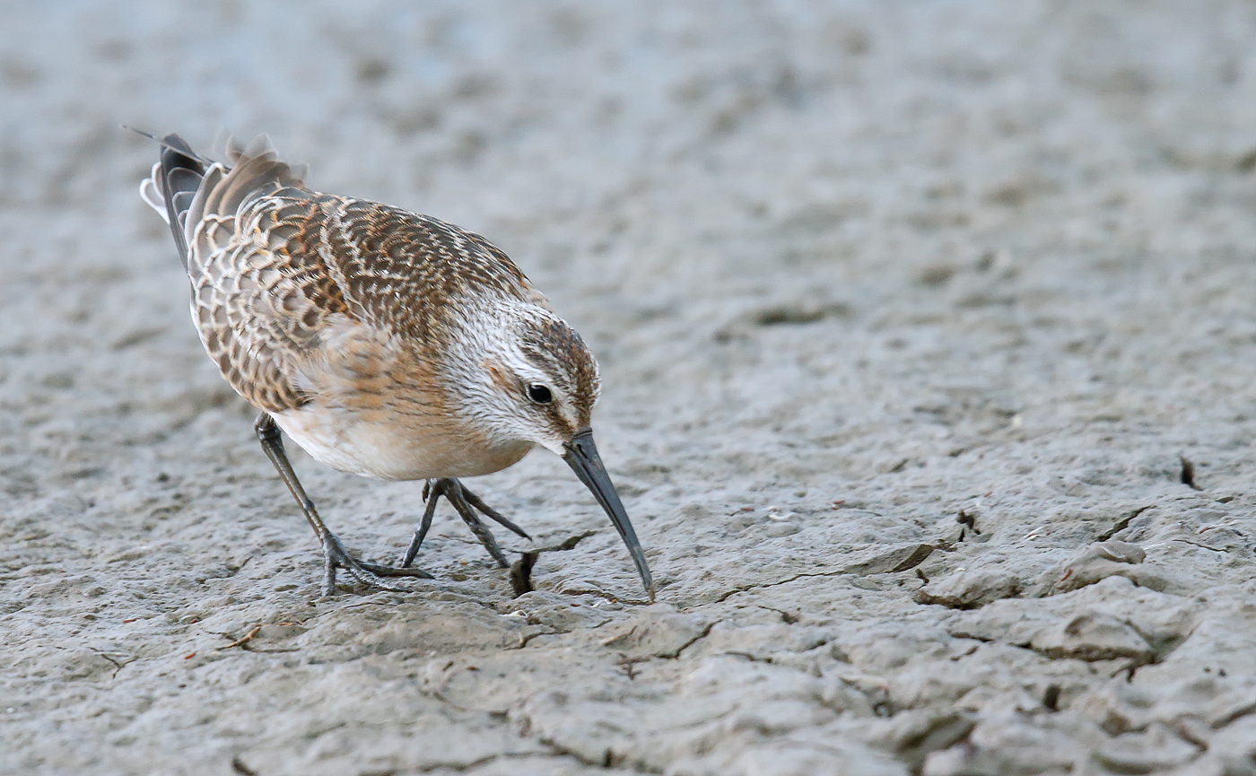 Curlew Sandpiper_J4X5573