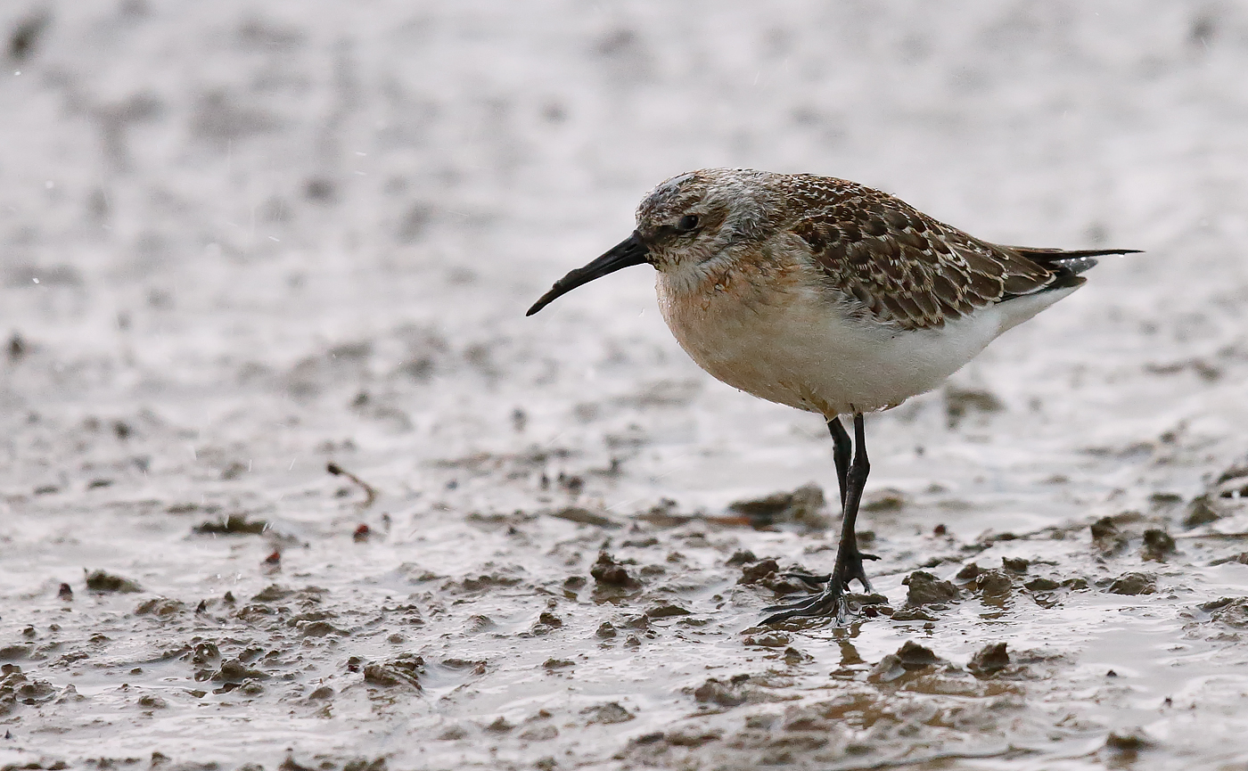 Curlew Sandpiper_J4X5703