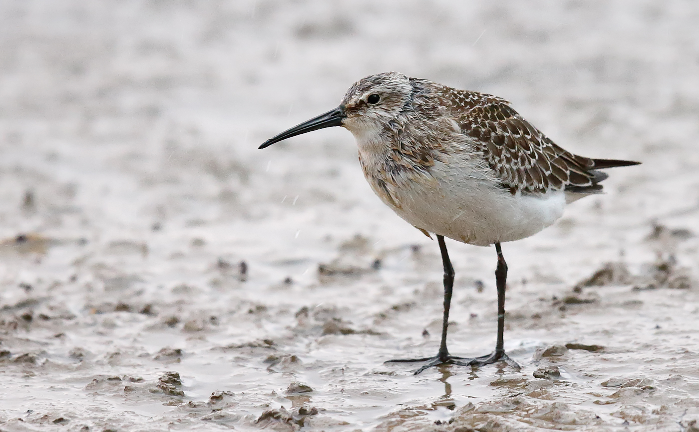 Curlew Sandpiper_J4X5713