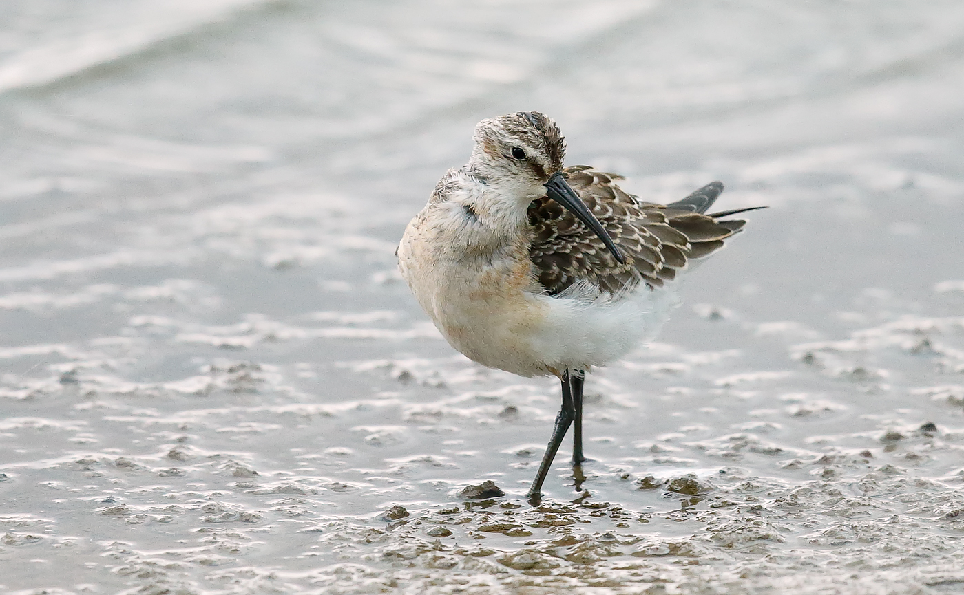 Curlew Sandpiper_J4X5737