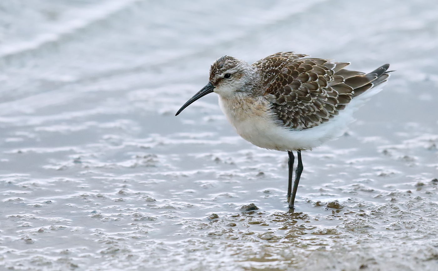 Curlew Sandpiper_J4X5744