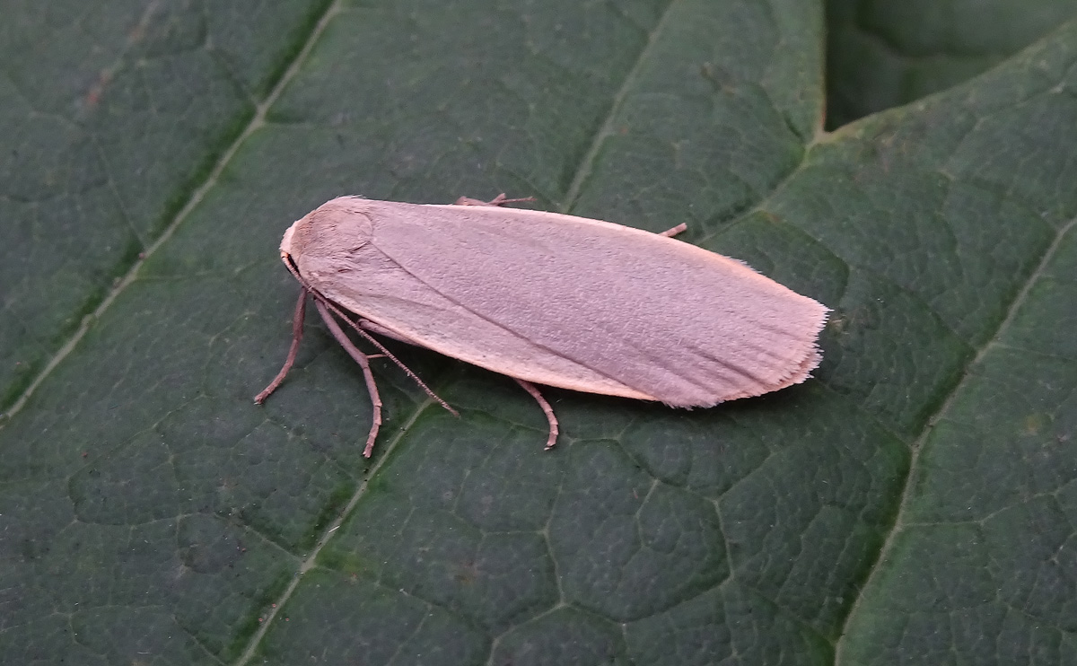 Dingy Footman DSC00957