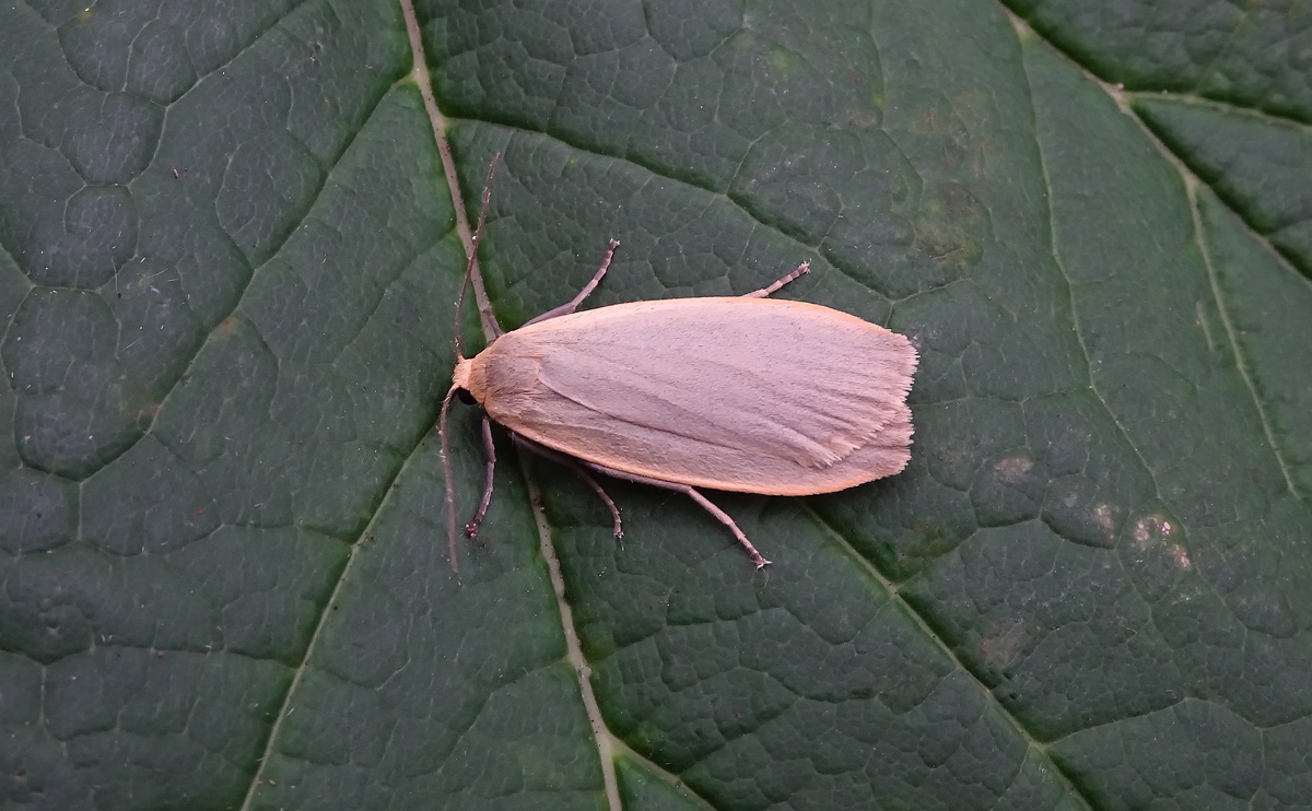 Dingy Footman DSC00959