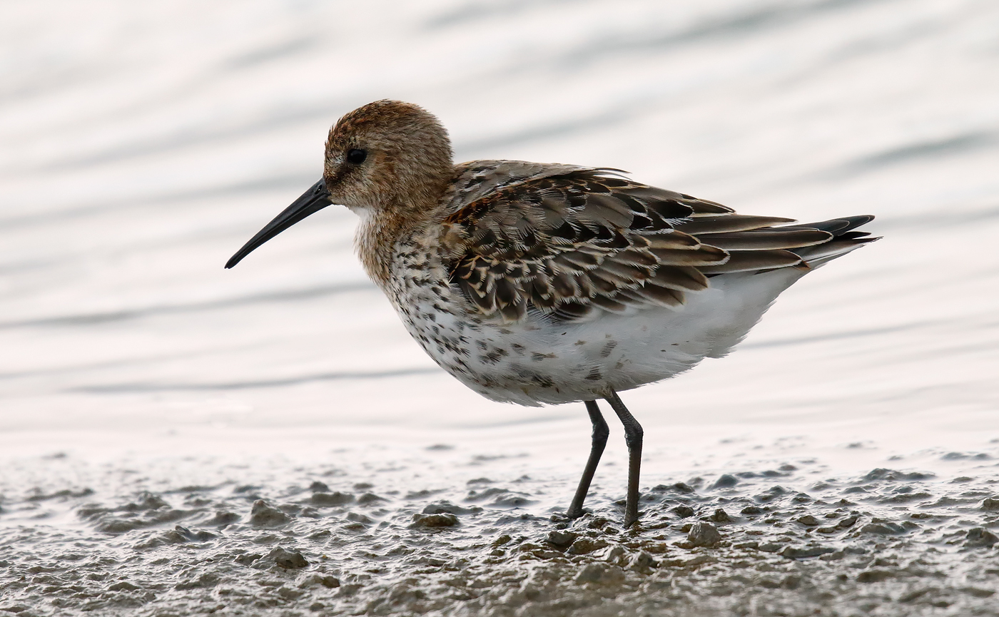 Dunlin _J4X5558