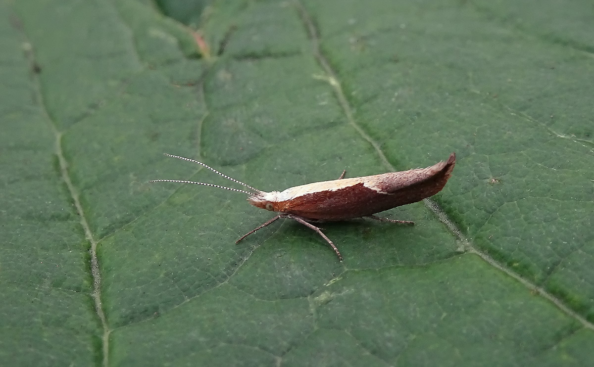 Honeysuckle Moth DSC00969