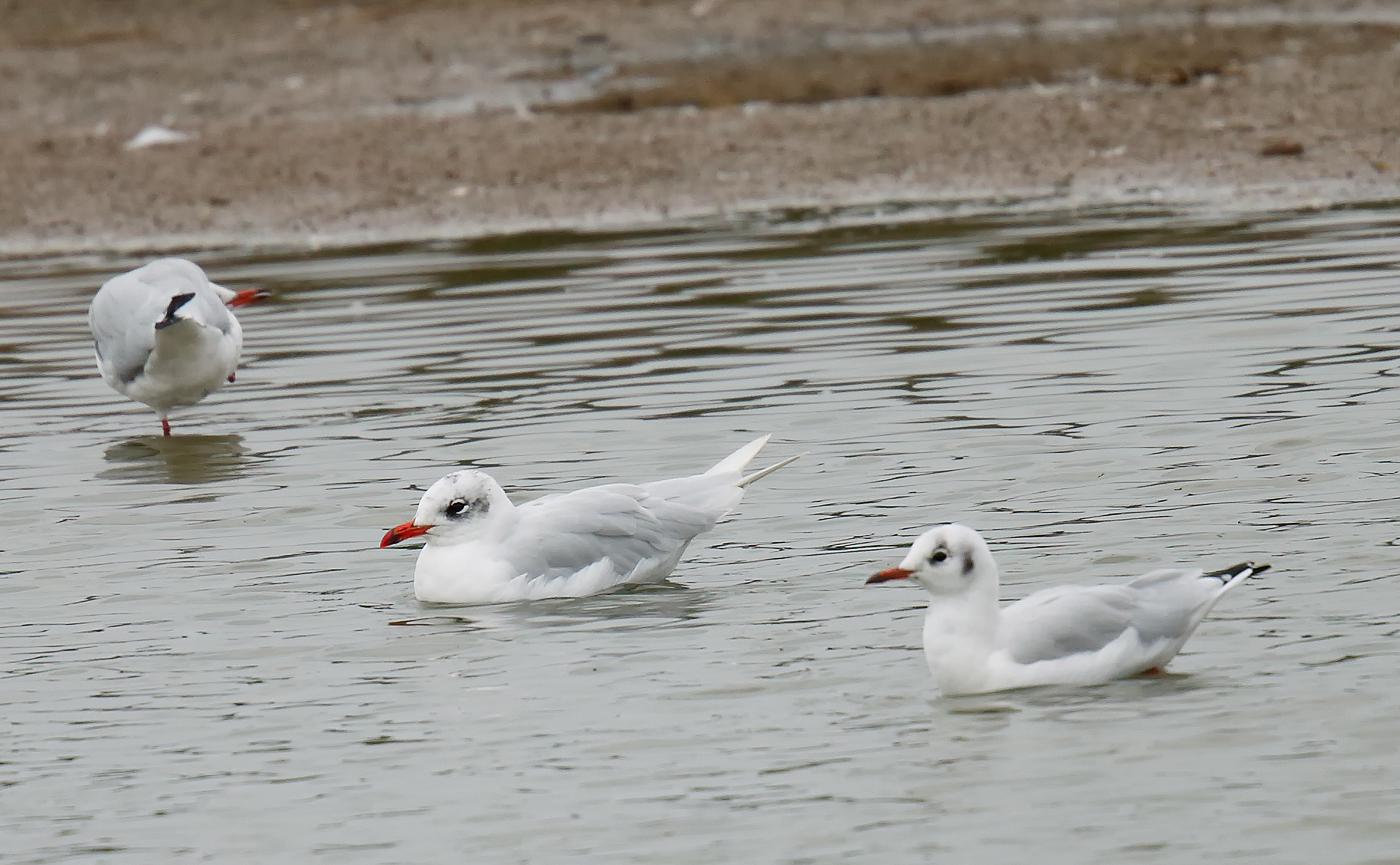 Mediaterranean Gull _J4X5282