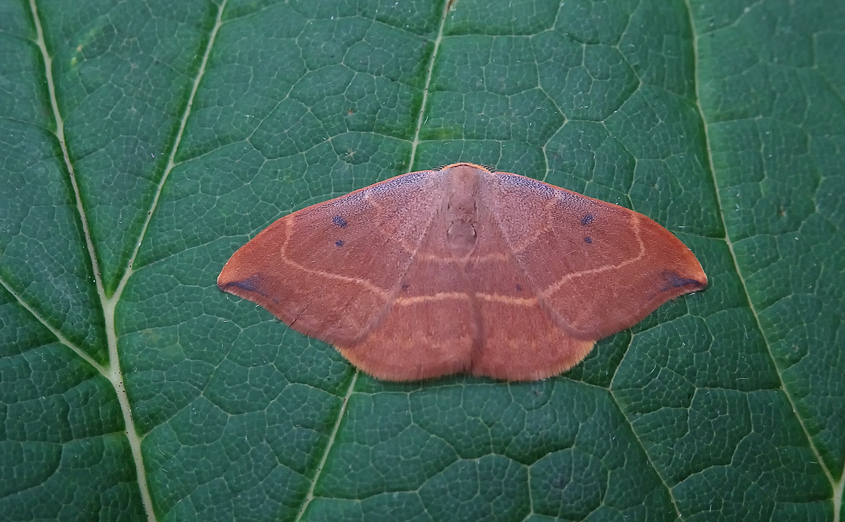 Oak Hook-tip DSC00954