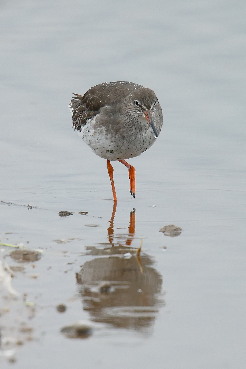 Redshank_J4X5301