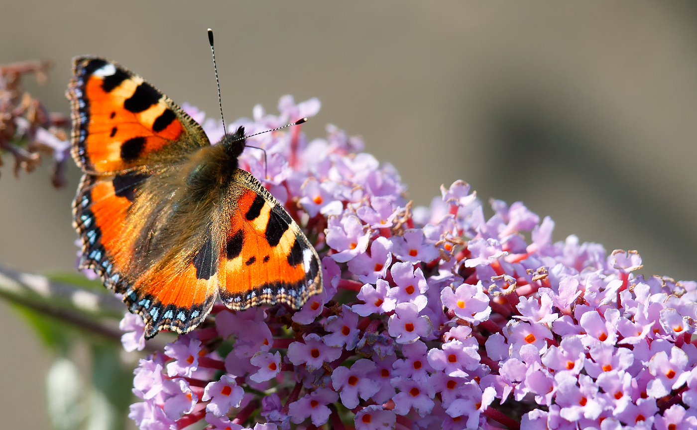 Small Tortoiseshell _J4X5439