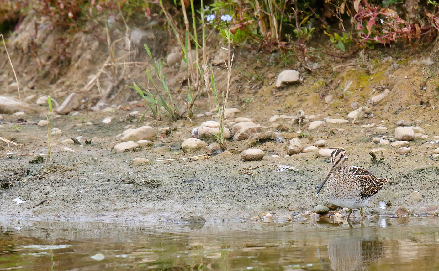 Snipe_J4X5136