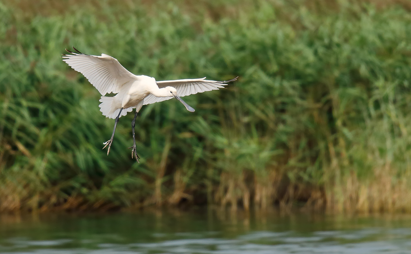 Spoonbill _J4X5416