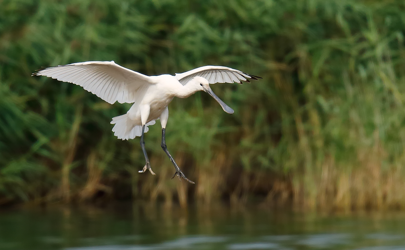 Spoonbill_J4X5418